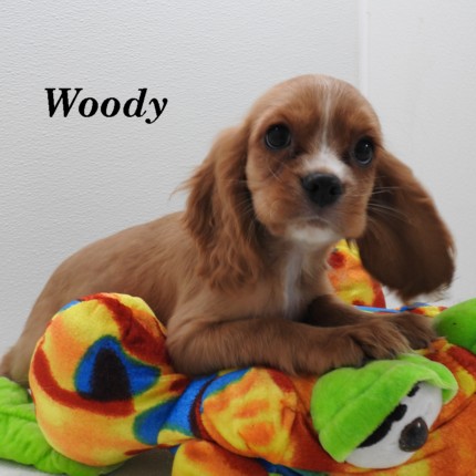 puppy, for, sale, Cockilear, Joe & Cherri  Overlease, dog, breeder, Miller, MO, dog-breeder, puppy-for-sale, forsale, nearby, find, puppyfind, locator, puppylocator, aca
